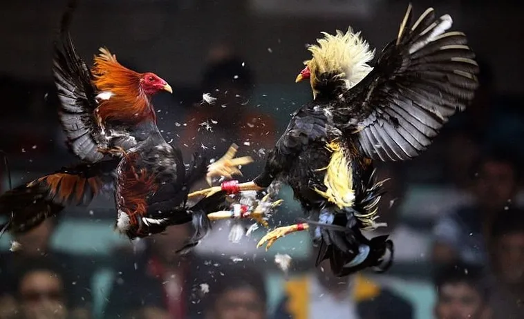 Bí Kíp Săn Thưởng Khi Tìm Hiểu Cách Chơi Đá Gà Sabong Tại Vibet88